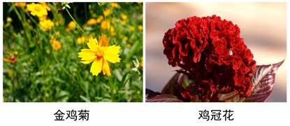 金鸡菊、鸡冠花.jpg