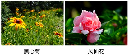 黑心菊、凤仙花.jpg