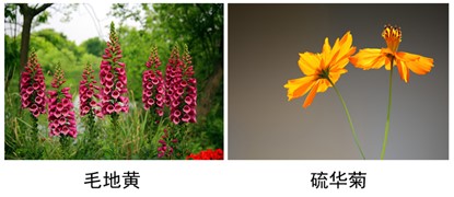 毛地黄、硫华菊.jpg