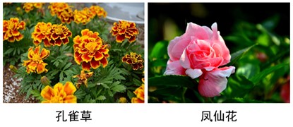 孔雀草、凤仙花.jpg