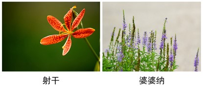 射干、婆婆纳.jpg
