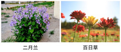 二月兰、百日草.jpg