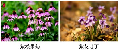 紫松果菊、紫花地丁.jpg