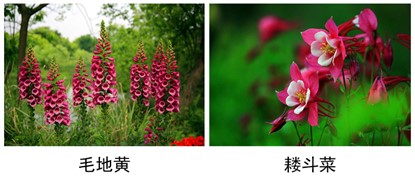 毛地黄、耧斗菜.jpg