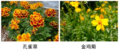 孔雀草、金鸡菊.jpg