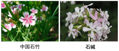 中国石竹、石碱.jpg