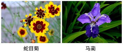 蛇目菊、马蔺.jpg