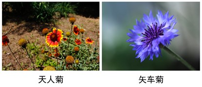 天人菊、矢车菊.jpg