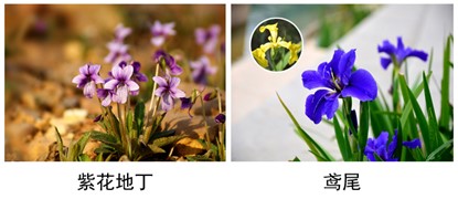 紫花地丁、鸢尾.jpg