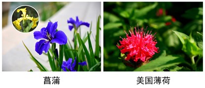 菖蒲、美国薄荷.jpg